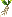 老山参